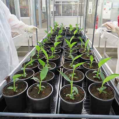Small Black 1 Gallon Plastic Plant Pots Manufacturers