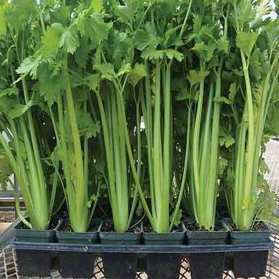 Cheap 9 cm Square Plastic Plant Pots UK