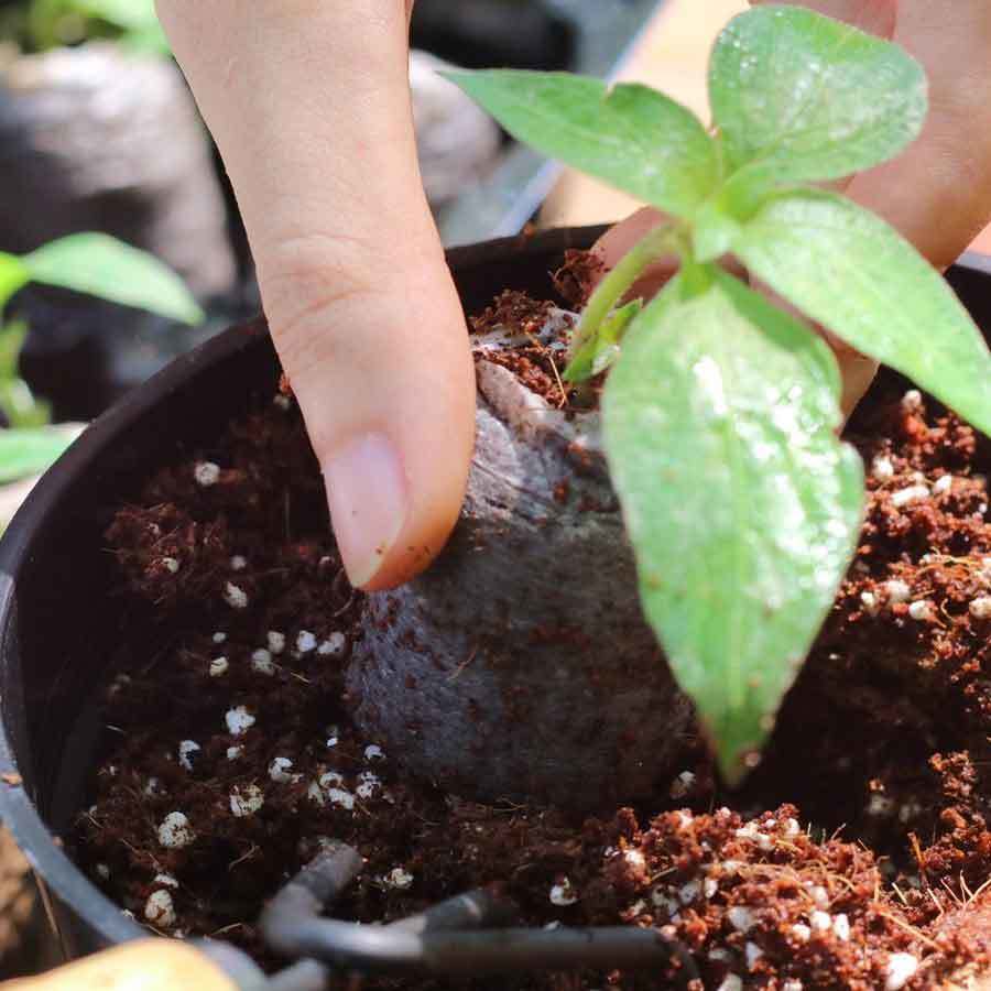 plastic plant pots for seedlings