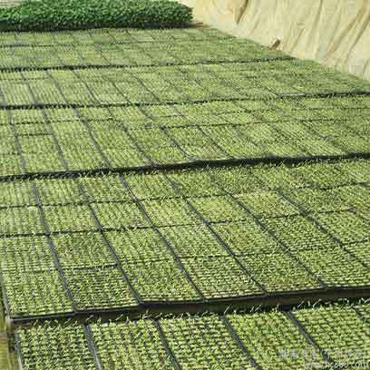 Plastic Greenhouse 10x20 Plant Growing Trays
