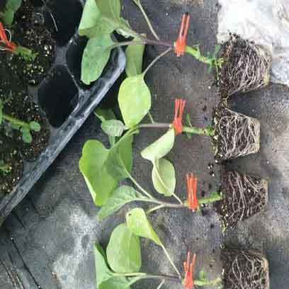 Cheap Plastic Seedling Tray Manufacturers Ireland