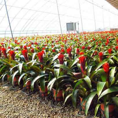Cheap Plastic 4 Inch Nursery Pots Wholesale
