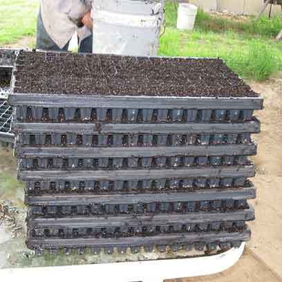Cheap Polystyrene Plant Trays Wholesale Supplier