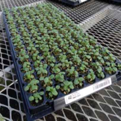 Bulk Buy Plastic Succulent Plug Trays Cheap