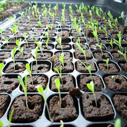 Cheap Plastic Rootmaker Propagation Trays Manufacturer
