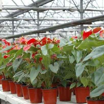 Cheap Plastic Greenhouse Nursery Pots Manufacturer