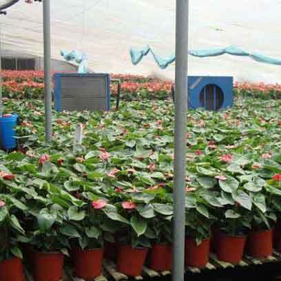Cheap 5 Inch Plastic Plant Pots Manufacturer