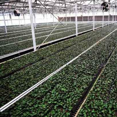 Cheap Deep Propagation Trays Wholesale Suppliers
