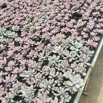 Cheap 3 Inch Square Plastic Nursery Pots Manufacturers