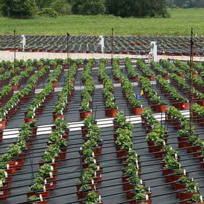Cheap Viagrow Plastic Nursery Pots Manufacturers