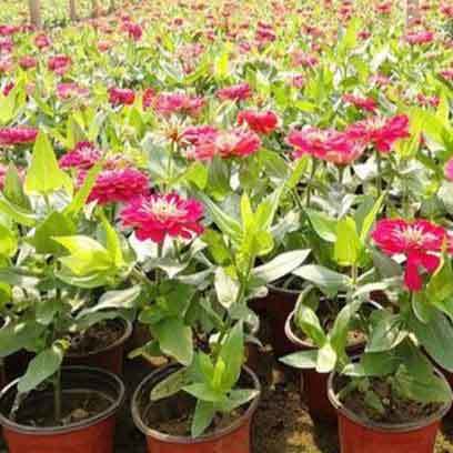Cheap 5 Inch Plastic Plant Pots Suppliers Qatar