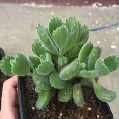 3 Inch Square Plastic Nursery Pots Suppliers Peru