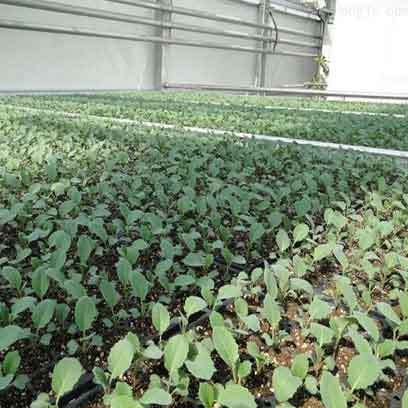 Heavy Duty Growing Trays Manufacturers In China