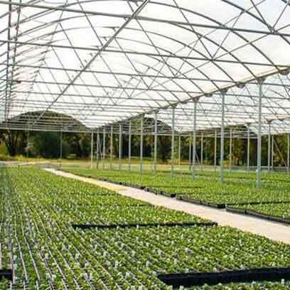 Cheap Orchid Plug Trays Suppliers In China