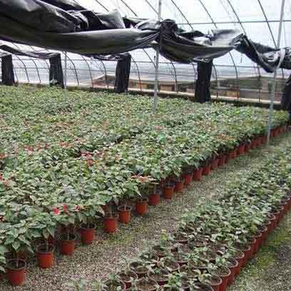 6 Inch Plastic Nursery Pots Manufacturers Saudi Arabia