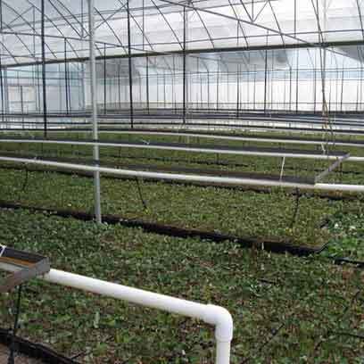 Plastic 3x6 Grow Tray Wholesale Suppliers China