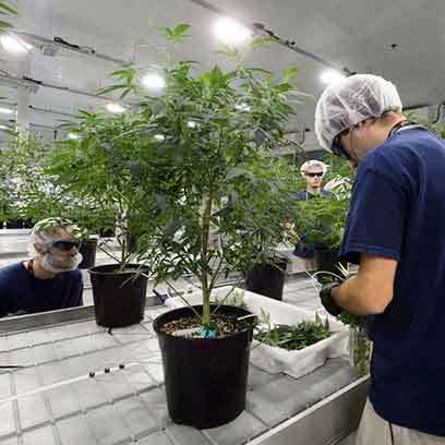 Plastic 3 Gallon Tree Pots Manufacturers Canada