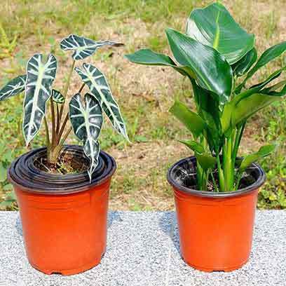 Plastic V10 Nursery Pots Manufacturers UAE