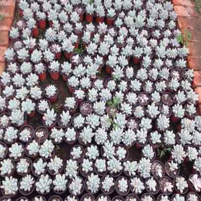 Cheap Plastic V12 Nursery Pots Suppliers UAE