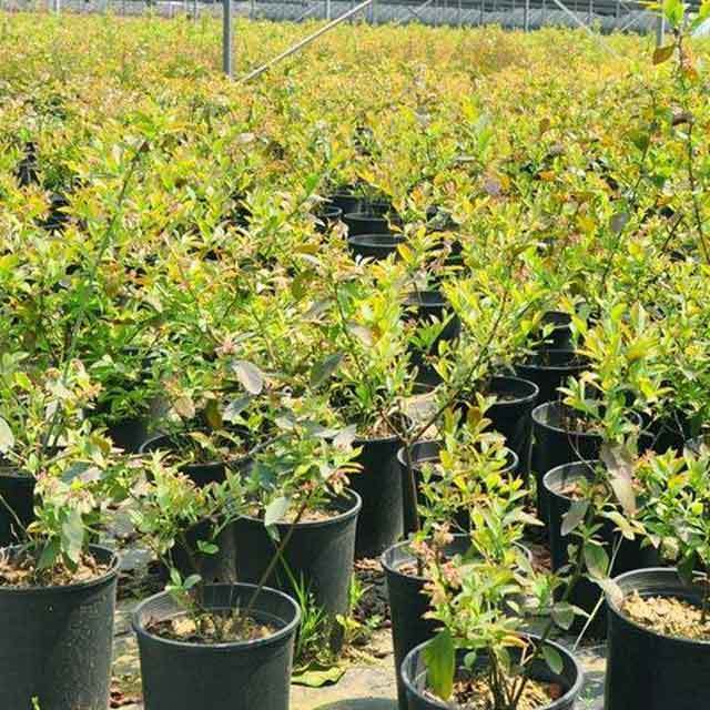 best pots for growing blueberries