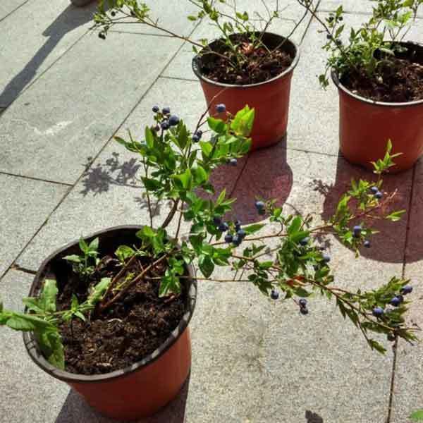 blueberry bush care in pots