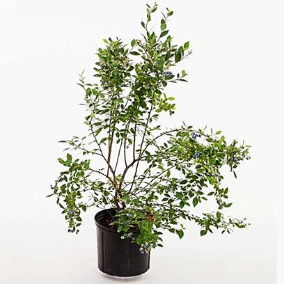 Blueberry Plant Pots Wholesale