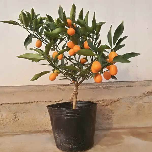 citrus in containers