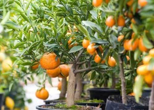 citrus pots