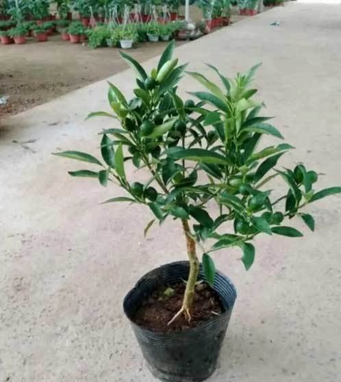 citrus tree pots