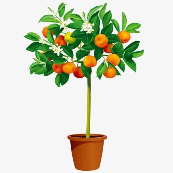 citrus planters