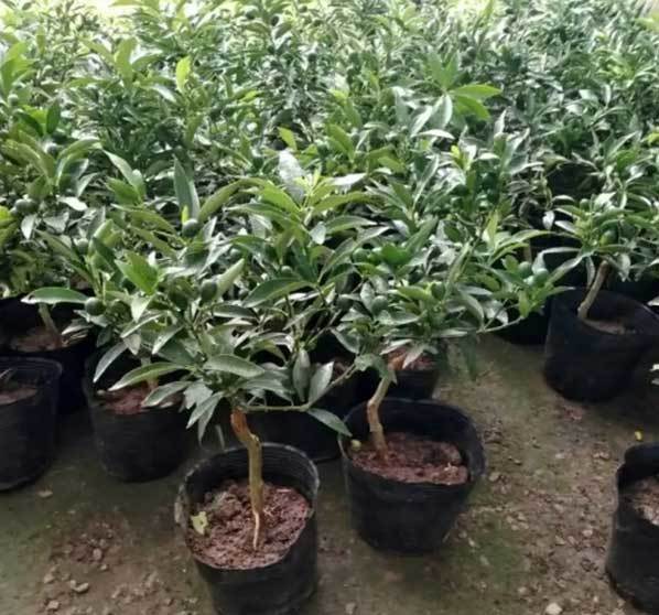 citrus tree planter