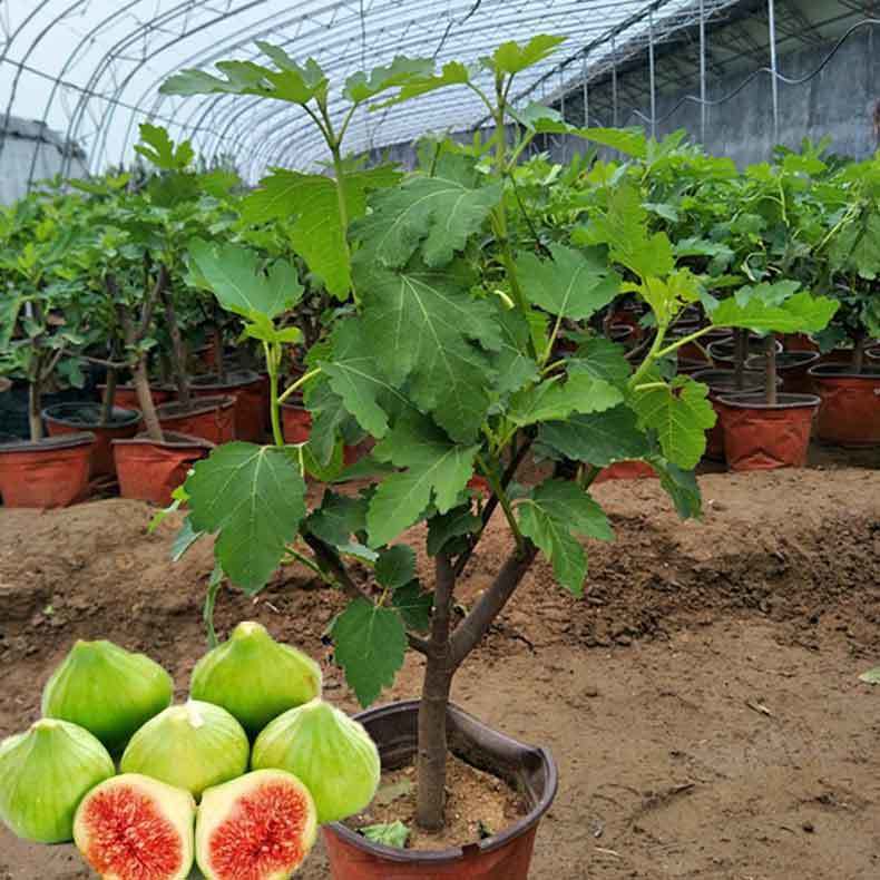 fiddle leaf fig planter