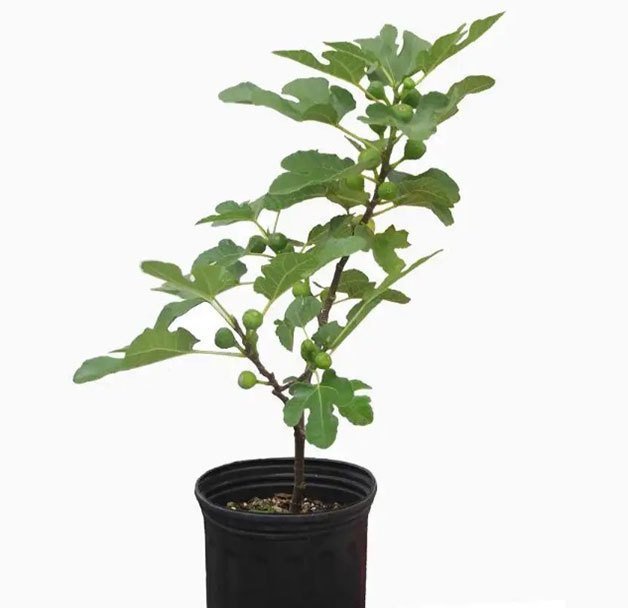 fig tree planter
