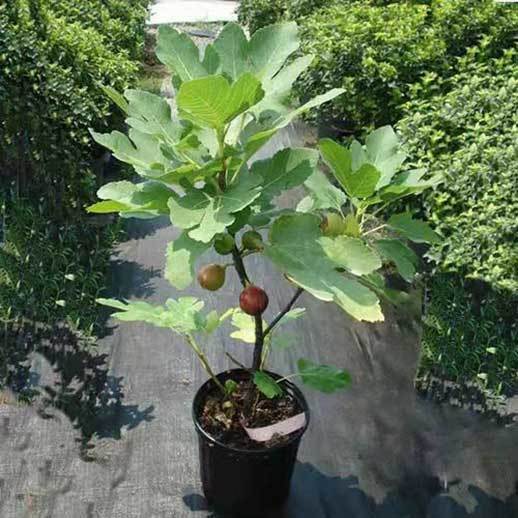 fig planter