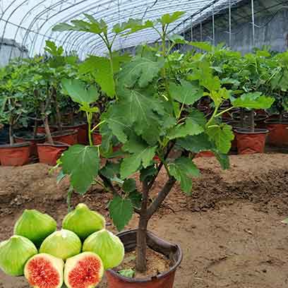 Fiddle Leaf Fig Tree Pots