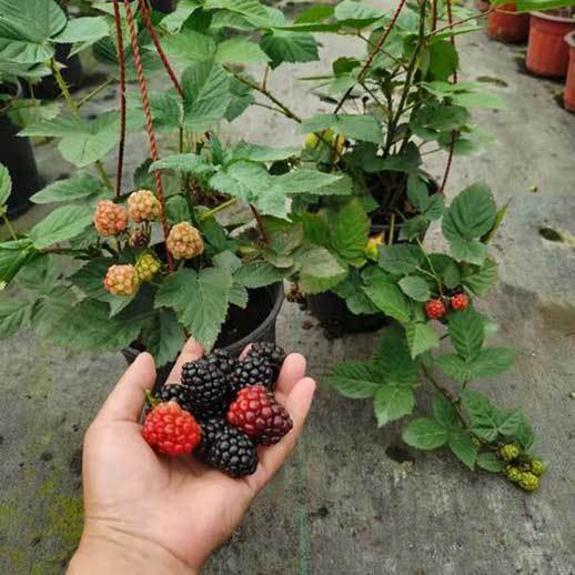 raspberry planters