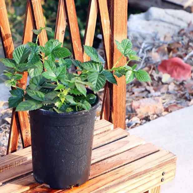 raspberry bush planters