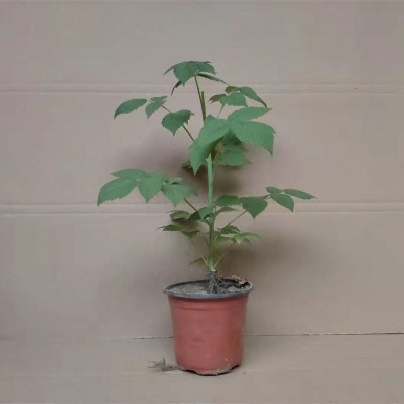 growing raspberries in pots