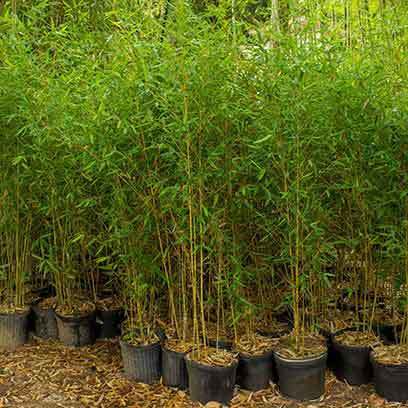 bamboo planters