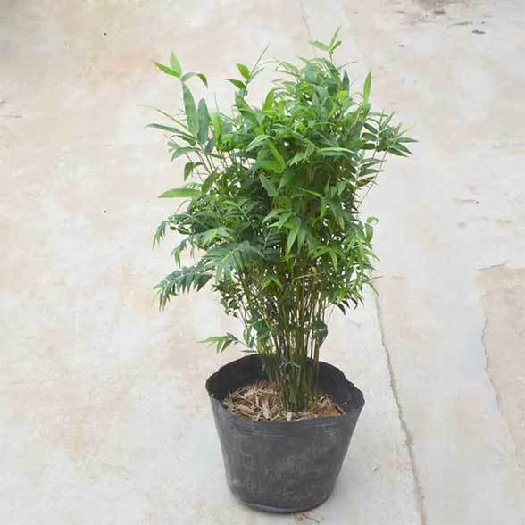 bamboo tree planters