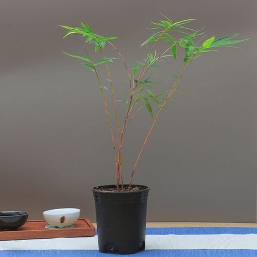 bamboo pots