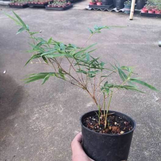 bamboo plant pots