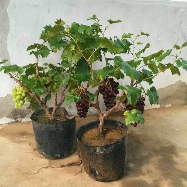 grape planters