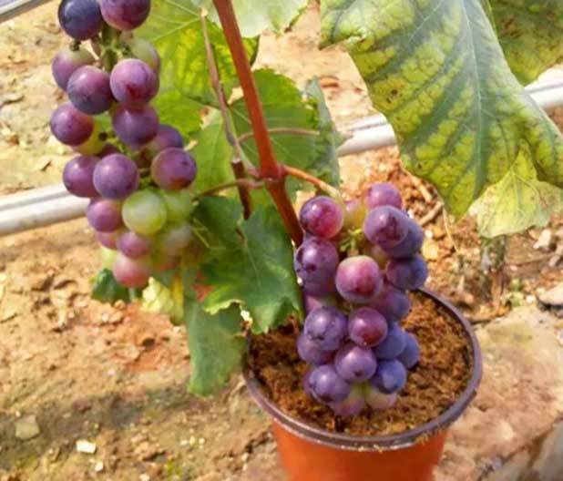 grape vine planters