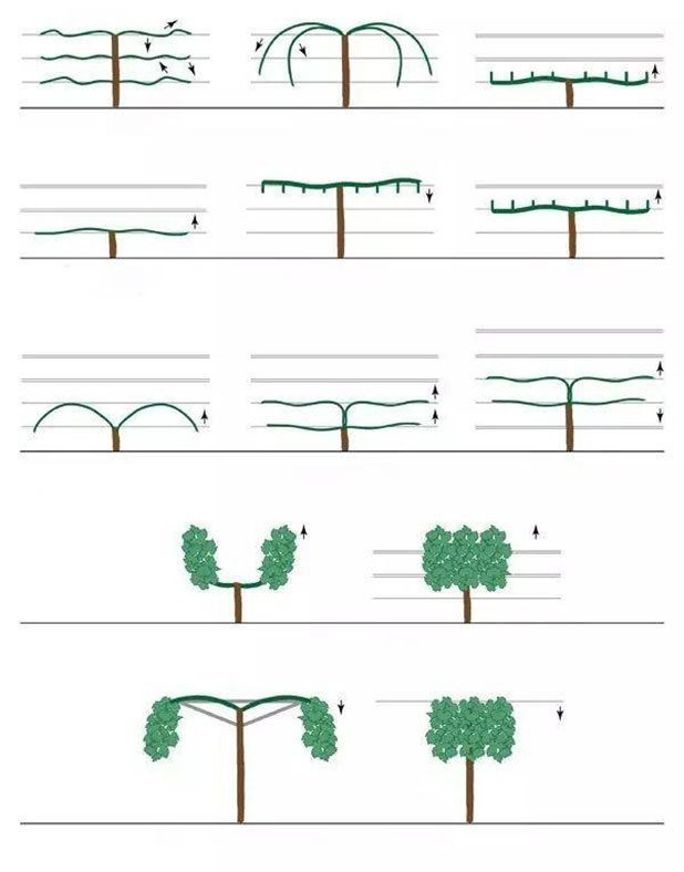 pruning shape for grape vines