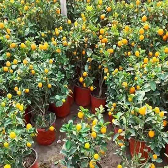 Orange Planter Pots