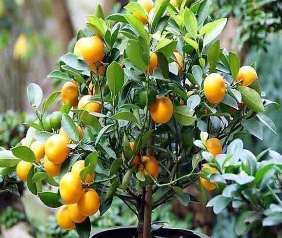 orange tree pots