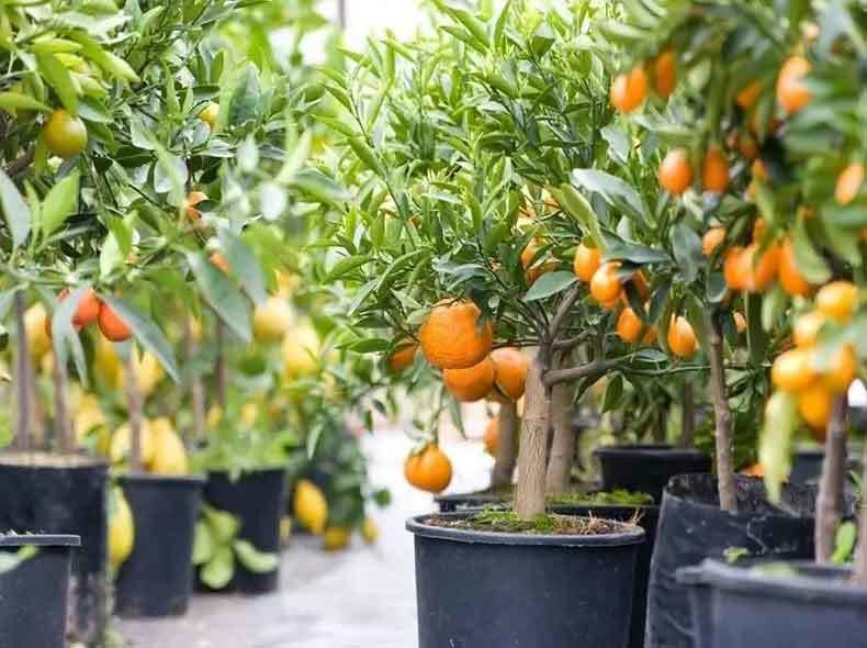 citrus trees in pots