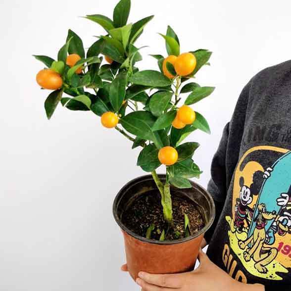 potted orange tree