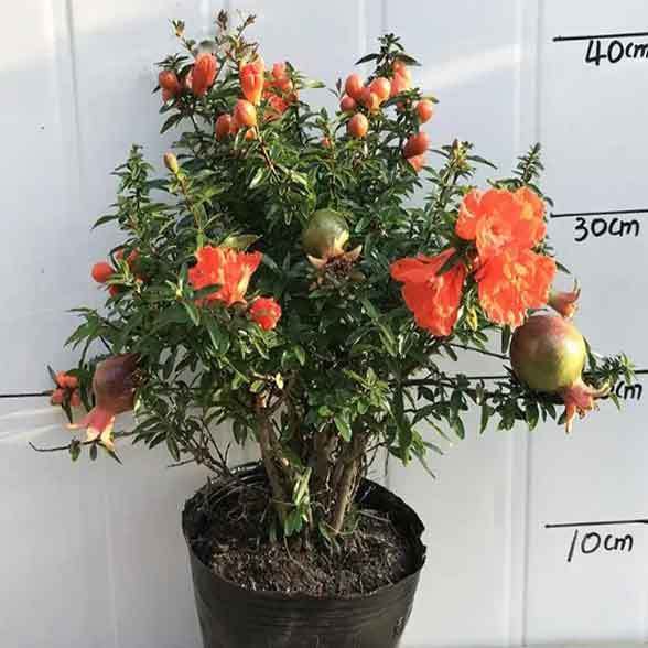 pomegranate trees in pots